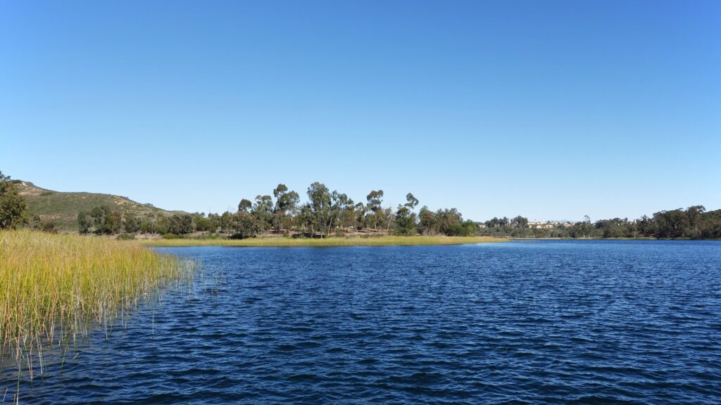 Wide lake scene with calm blue water, tall reeds in the foreground, and a tree-lined shore under a clear blue sky.